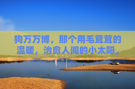 狗万万博，那个用毛茸茸的温暖，治愈人间的小太阳，狗万万博，治愈人间的毛茸茸小太阳