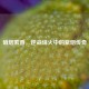 硝烟萦香，逆战烽火中的紫烟传奇