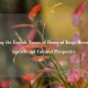 Decoding the English Names of Honor of Kings Heroes: A Linguistic and Cultural Perspective