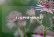 楤木，山野珍馐与药用瑰宝